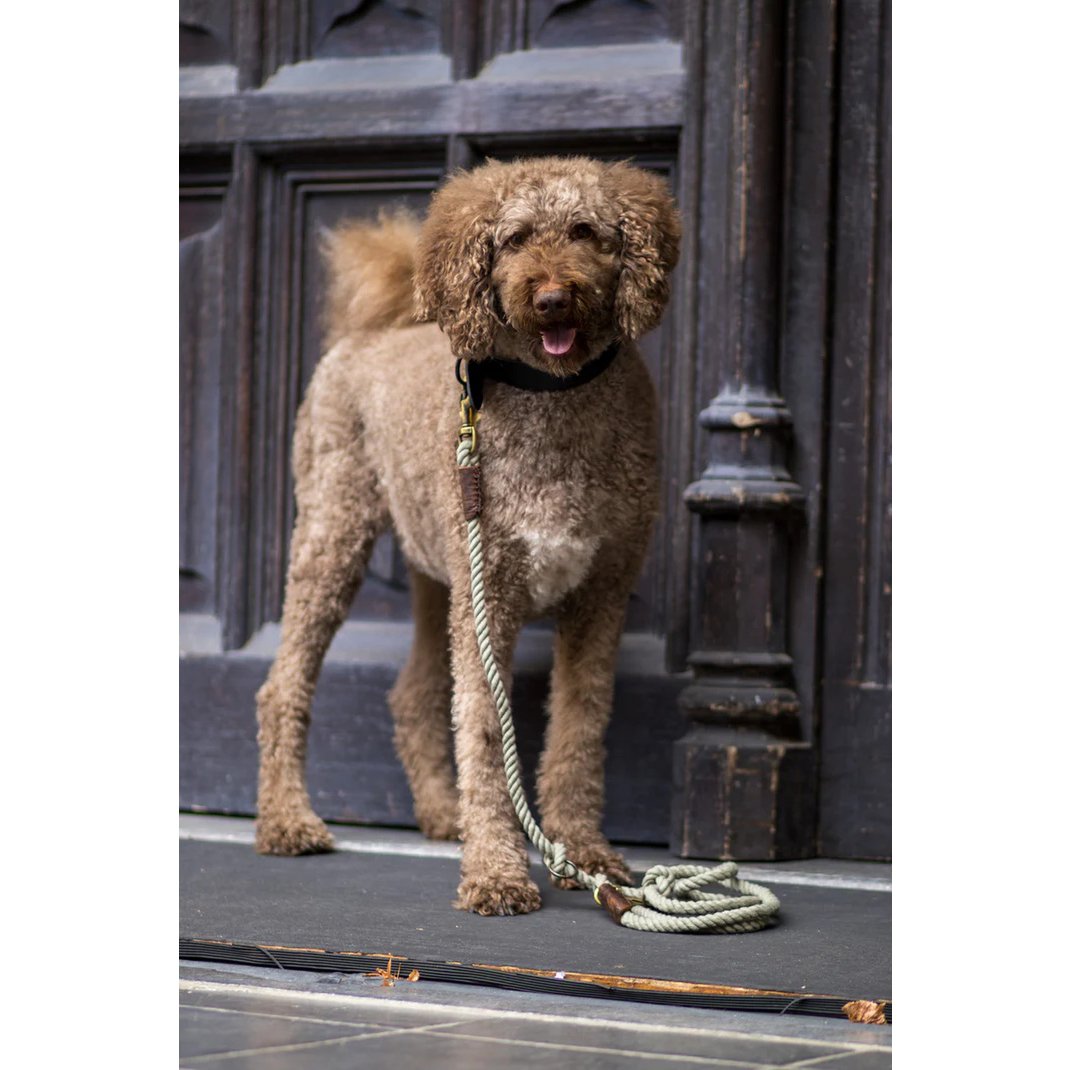 Verstelbare Hondenriem meerdere kleuren