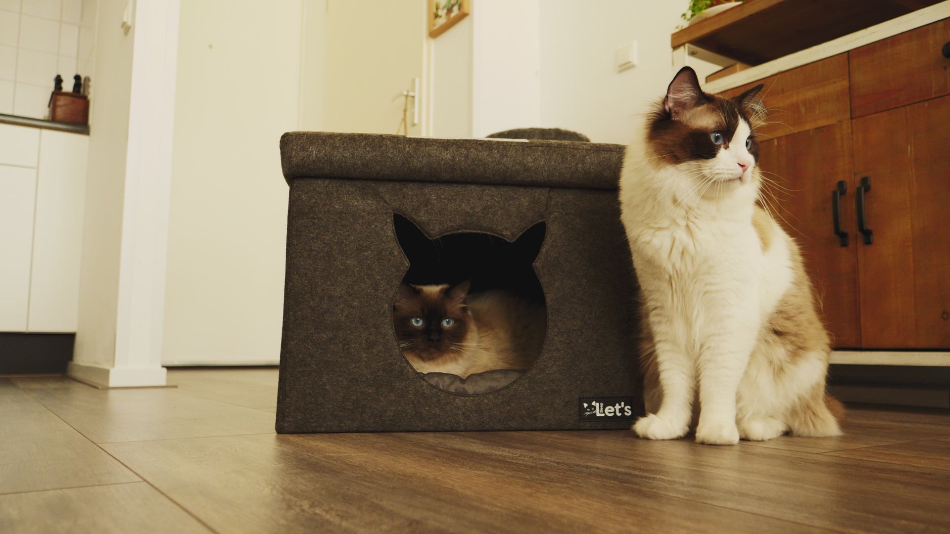 Load video: Let's sleep katten kubus